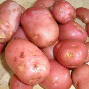 Fresh Red washed potatoes 25kg
